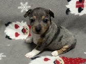 Rat terrier