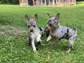 Rat terrier