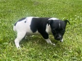 AVAILABLE PUPPIES AT THIS TIME. 