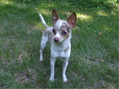 CHK'S LIL PEANUT (my daughters dog)