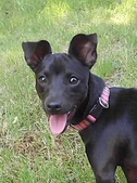 CHK'S BLACK OPAL GEM