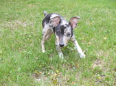 Enlarge photo 23
