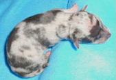 Enlarge photo 35