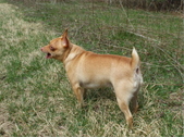 CHK'S LITTLE PEANUT