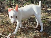 Enlarge photo 4