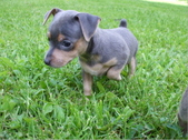 RETIRED FEMALES LITTERS