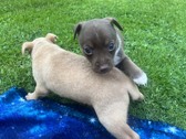PUPPY ALBUMS OF PAST LITTERS