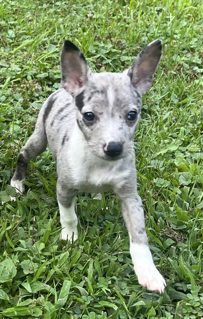 CEDAR/KAT WE HAVE PUPPIES!!
