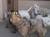 Arizona Terrier Gathering