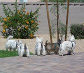 AZ Terrier Gathering 2008