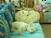 Enlarge photo 21