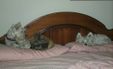 Enlarge photo 25