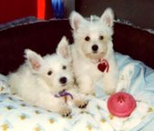 Puppy Pictures