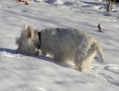 Snow Pictures