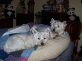 Smidgen, Skeeter, Skylar, McTavish 2