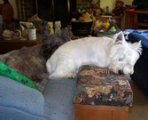 Enlarge photo 4