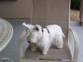 Westie Gathering May 2010