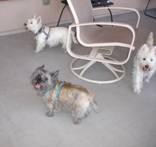 Westie Gathering May 2011
