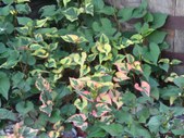 Enlarge photo 11