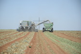 Harvest 2024