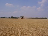 Wheat harvest in Holland