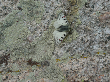 Enlarge photo 18