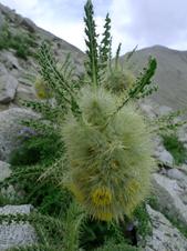 Enlarge photo 34
