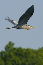 Danville Wetlands Wildlife Sampler