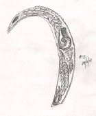 Enlarge photo 16