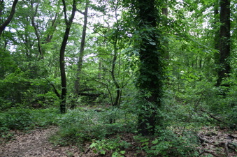 Enlarge photo 43