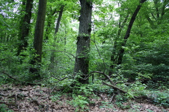 Enlarge photo 44