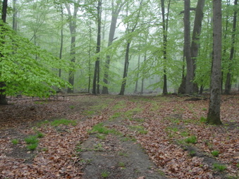 Enlarge photo 16
