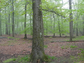 Enlarge photo 25