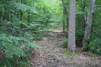 Enlarge photo 61