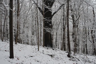 Enlarge photo 29