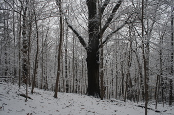 Enlarge photo 30