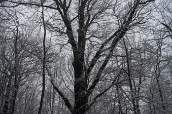 Enlarge photo 31