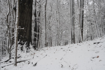 Enlarge photo 33