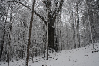 Enlarge photo 34