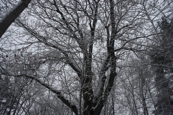 Enlarge photo 35