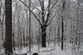 Enlarge photo 36