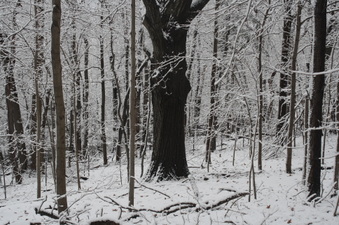 Enlarge photo 37