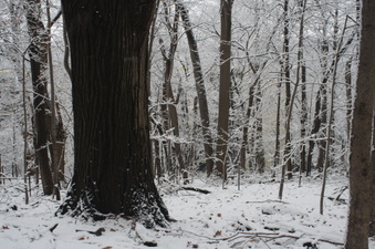 Enlarge photo 39