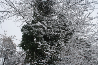 Enlarge photo 49
