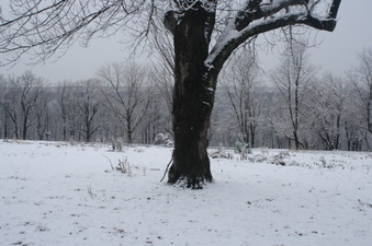 Enlarge photo 54
