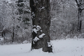 Enlarge photo 62