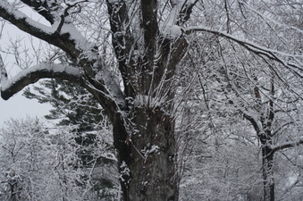 Enlarge photo 63