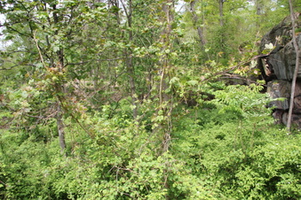 Enlarge photo 70