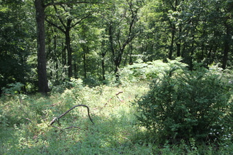 Enlarge photo 59