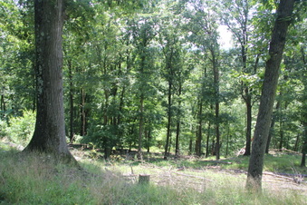 Enlarge photo 81